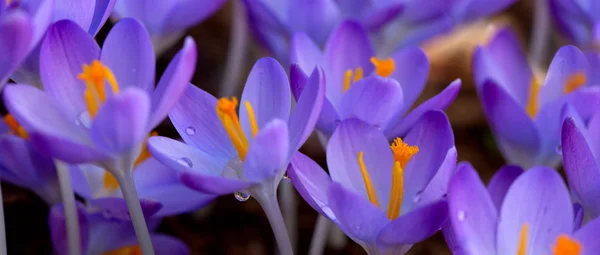 Spring background with close-up of a group of blooming purple crocus flowers . — Stock Photo, Image