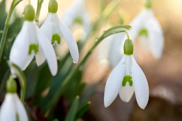 Snowdrops on bokeh background in sunny spring garden under sunbeams. — Stock Photo, Image