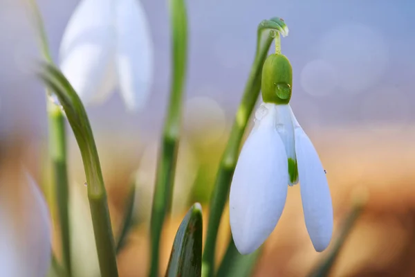 Schneeglöckchen auf Bokeh-Hintergrund im sonnigen Frühlingsgarten unter Sonnenstrahlen. — Stockfoto