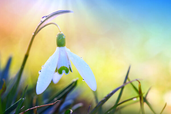 Снегопад на боке в солнечном весеннем саду под лучами солнца.