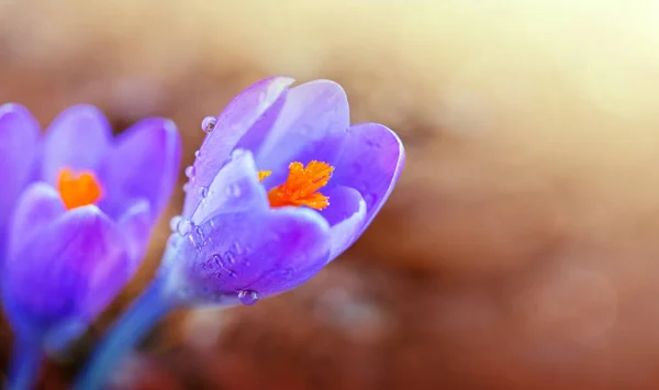 Macro shot de crocus violet dans le jardin de printemps. Fond de Pâques. — Photo