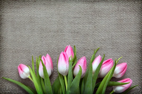 Pink Tulips isolated on brown cloth Background. — Stock Photo, Image