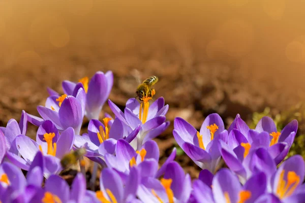 Lente achtergrond met close-up van blooming paarse crocus bloemen en bijen. — Stockfoto