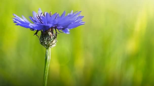 Mavi bir peygamber çiçeği yeşil izole makro. — Stok video