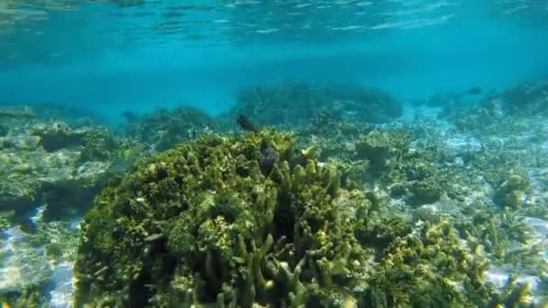 深蓝色海洋中的海底珊瑚礁，有着五彩斑斓的鱼类和海洋生物. — 图库视频影像