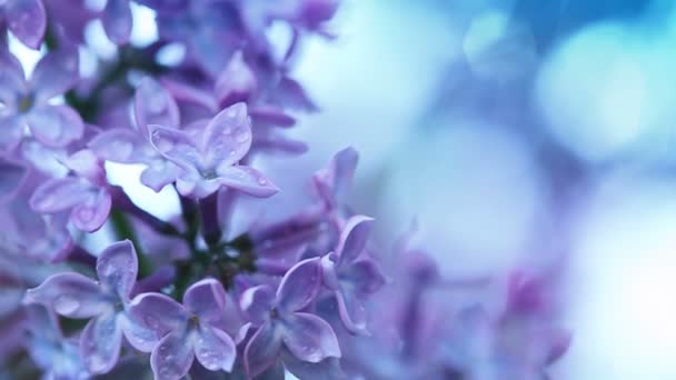 Zblízka kvetoucí šeřík izolované na modré. — Stock video