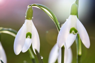 Güneşli bahar bahçesinde, güneş ışınları altında, arka planda kar damlaları.