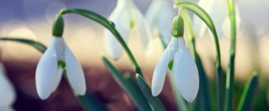 Güneşli bahar bahçesinde, güneş ışınları altında, arka planda kar damlaları.