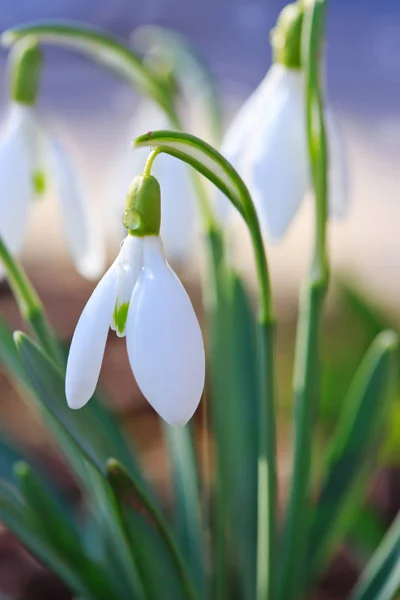 Sníh na pozadí bokeh v slunné jarní zahradě pod slunečními paprsky. — Stock fotografie