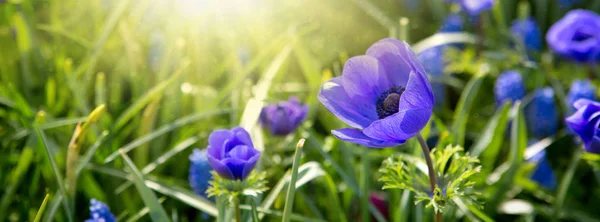 Fleurs de pavot bleu et soleil.. Fond de printemps . — Photo