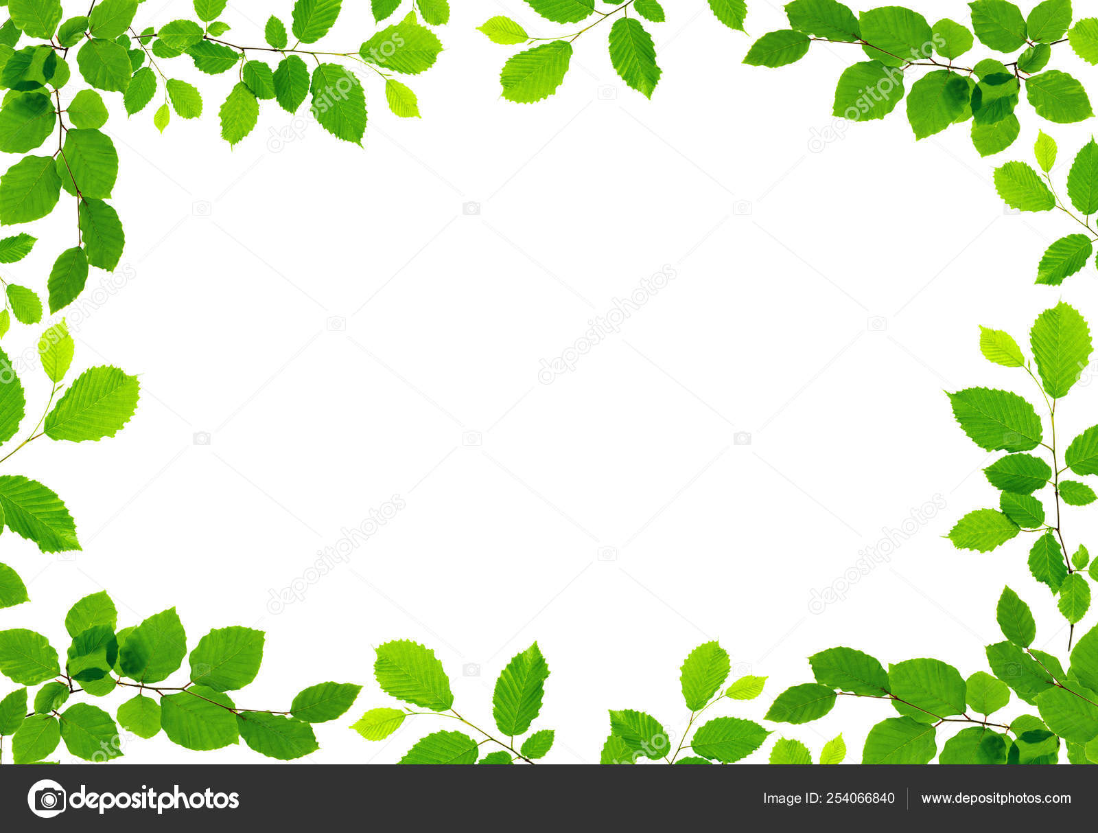 Green Leaves Border Isolated On White Background Stock Photo Image By C Swkunst