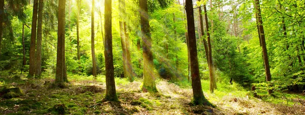 Sonnenlicht im deutschen Wald. Frühling Natur Hintergrund. — Stockfoto