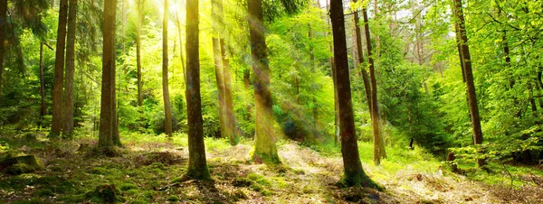 Sunlight in Germany Forest. Spring nature background.