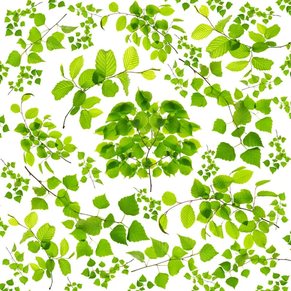 Set of green tree leaves and branches isolated on white background. — Stock Photo, Image