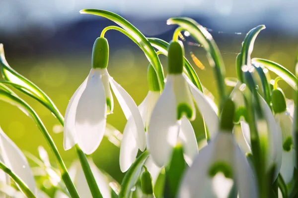 Schneeglöckchen auf Bokeh-Hintergrund im sonnigen Frühlingsgarten unter Sonnenstrahlen. — Stockfoto