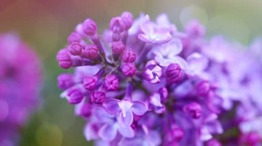 Çiçek açması leylak yeşil izole, yakın çekim.