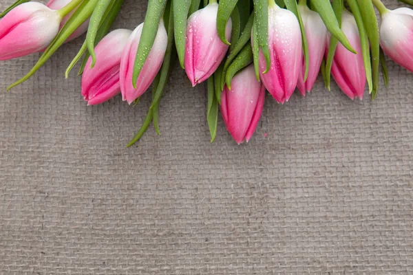 Pink Tulips isolated on brown cloth Background. — Stock Photo, Image
