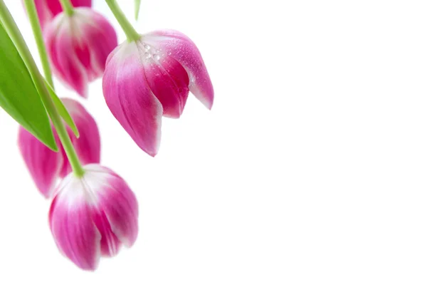 Bukiet tulipanów na białym tle. Wiosna z życzeniami. — Zdjęcie stockowe