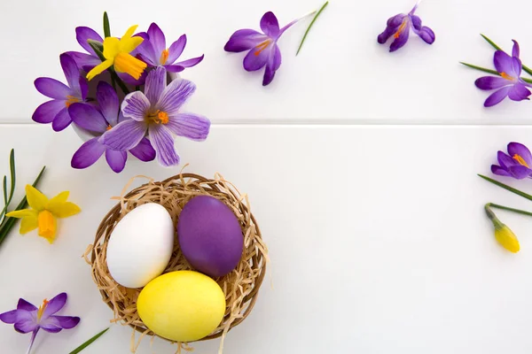 Purple crocuses and easter Eggs in the nest isolated on white wood Background. — Stock Photo, Image