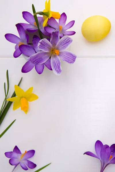 Purple crocuses and Easter Egg isolated on white wood Background. — Stock Photo, Image
