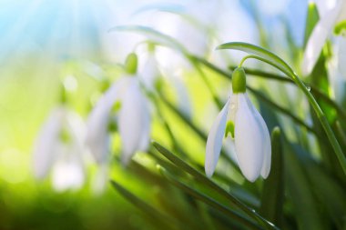 Güneşli bahar bahçesinde, güneş ışınları altında, arka planda kar damlaları.