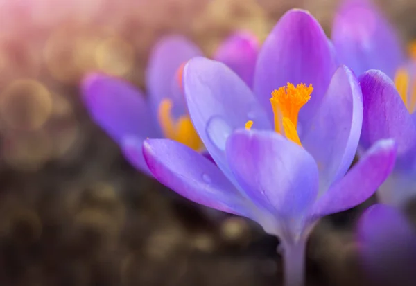 Macro shot de crocus violet dans le jardin de printemps. Fond de Pâques. — Photo
