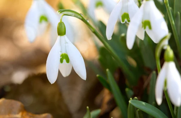 Sněhové kapky na pozadí bokeh ve slunné jarní zahradě pod slunečními paprsky. — Stock fotografie