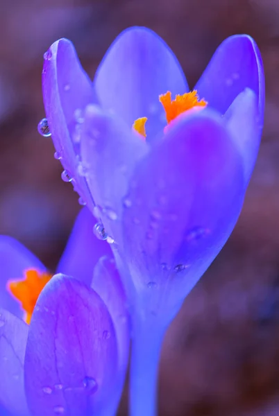Makró lövés lila crocus a tavaszi kertben. Húsvéti háttér. — Stock Fotó