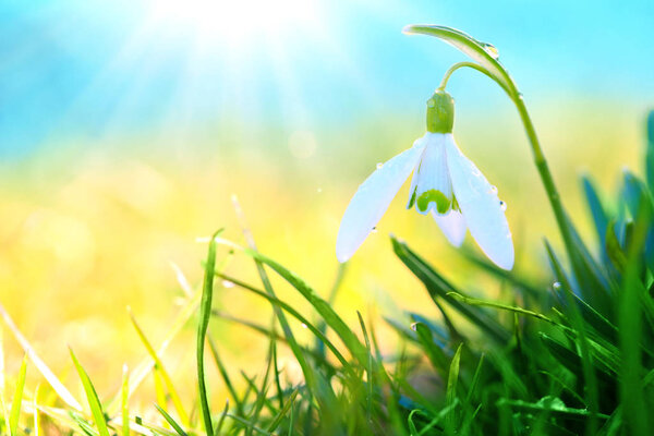 Белые подснежники в солнечном саду. Пасхальный фон.