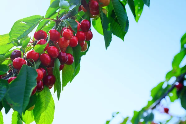 Makroaufnahme von roten Kirschen, die an einem Ast hängen. Hintergrund Natur. — Stockfoto