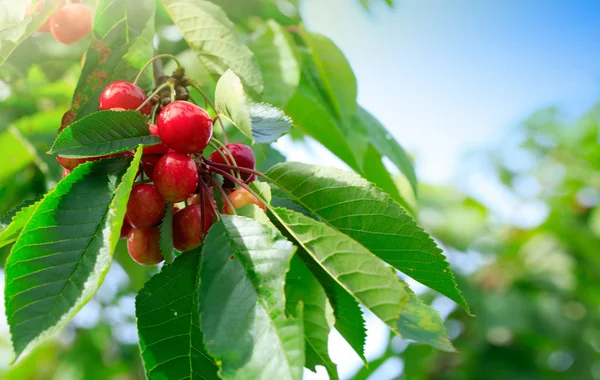 Macro de cerezas rojas colgando de una rama de árbol. Fondo de naturaleza . — Foto de Stock