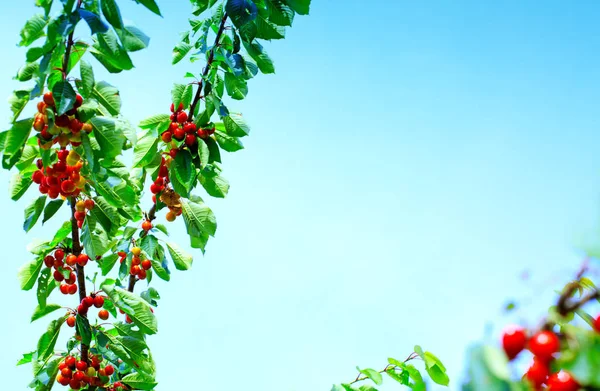 Makroaufnahme von roten Kirschen, die an einem Ast hängen. Hintergrund Natur. — Stockfoto