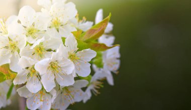 Yeşil Doğa arka plan üzerinde çiçeği ağaç. Bahar arka plan.