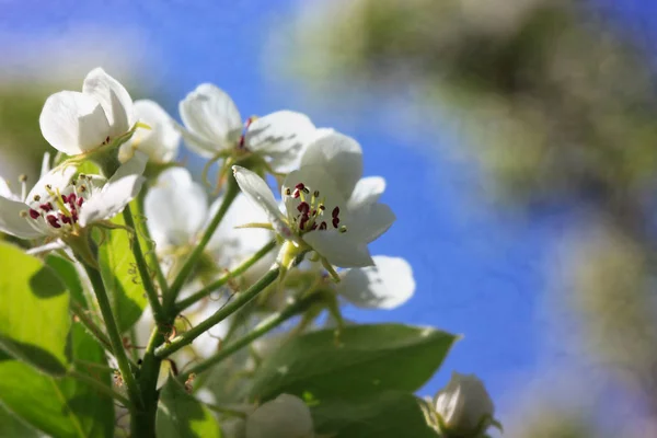 Flowers of the pear blossoms on a spring day