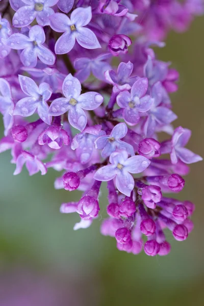 Branch of blossoming lilac isolated on blur background. — Stock Photo, Image