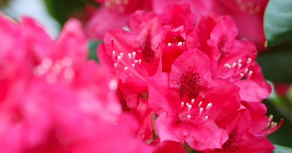 Червоний Азалій у саду. Весняний фон.. — стокове фото