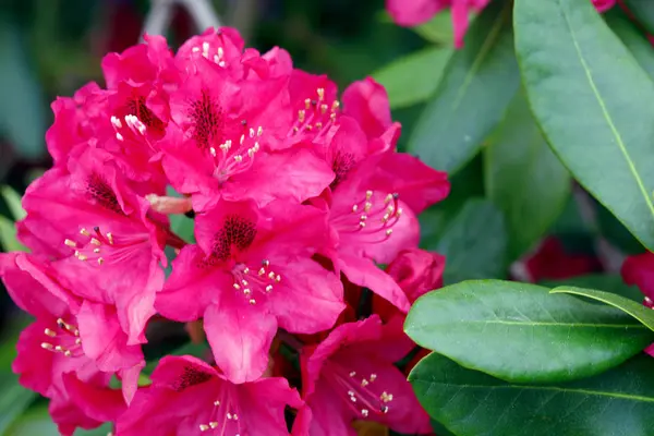 Červené azalky květiny v zahradě.Jarní pozadí. — Stock fotografie