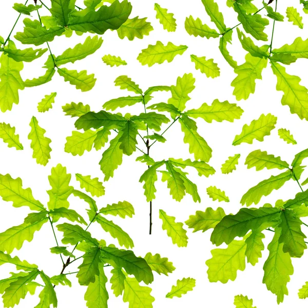 Set of green oak leaves and branches isolated on white background. — Stock Photo, Image