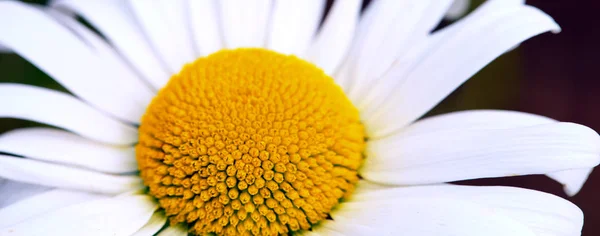 De prachtige Daisy geïsoleerd op een kleurrijke achtergrond vervagen. — Stockfoto