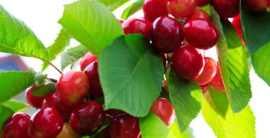 Kırmızı Kiraz bir ağaç şube asılı makro çekim. Doğa arka plan.