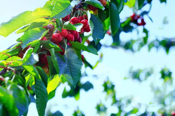 Macro de cerezas rojas colgando de una rama de árbol. Fondo de naturaleza . —  Fotos de Stock