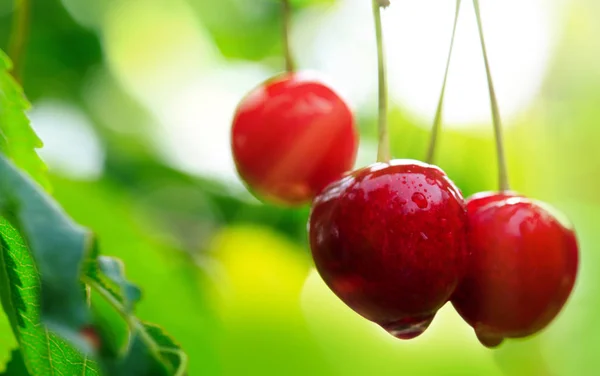 Makro skott på stora röda körsbär. Natur bakgrund. — Stockfoto