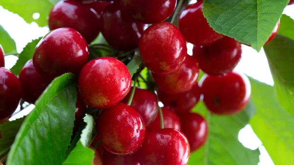 Macro shot on red cherries in the summer garden. — Stock Photo, Image