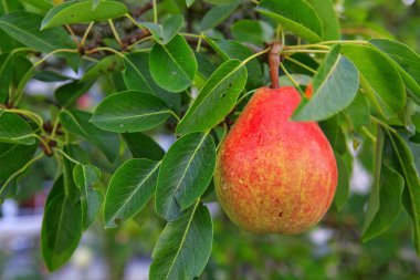 William Bon Chretian armutları ağaçta olgunlaşıyor..