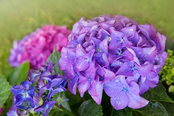 Fond bleu hortensia. Macro photo. Fleurs fond . — Photo