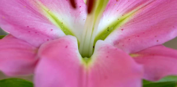 Macro geschoten op roze lelie bloem in zomerdag. — Stockfoto