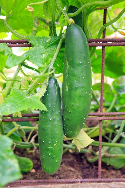 De groei en bloei van tuin komkommers - close-up — Stockfoto