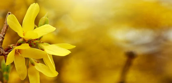 満開のレンギョウの花のクローズ アップ。春の背景. — ストック写真