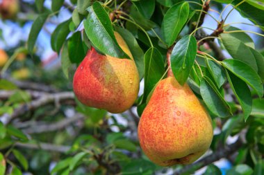 William Bon Chretian armutları ağaçta olgunlaşıyor..