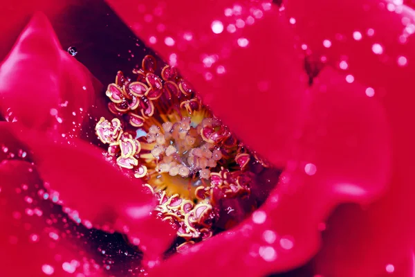 Red rose closeup with water drops. Flowers background. — Stock Photo, Image